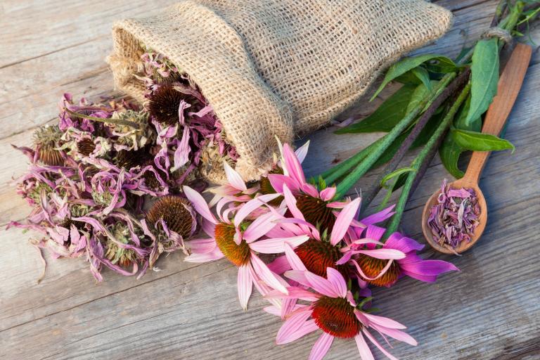 dried echinacea flowers